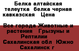 Белка алтайская телеутка, белка черная кавказская › Цена ­ 5 000 - Все города Животные и растения » Грызуны и Рептилии   . Сахалинская обл.,Южно-Сахалинск г.